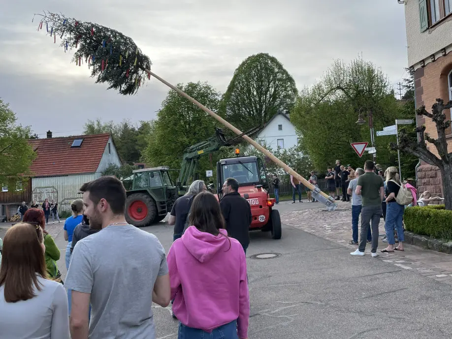 Maibaum 2024