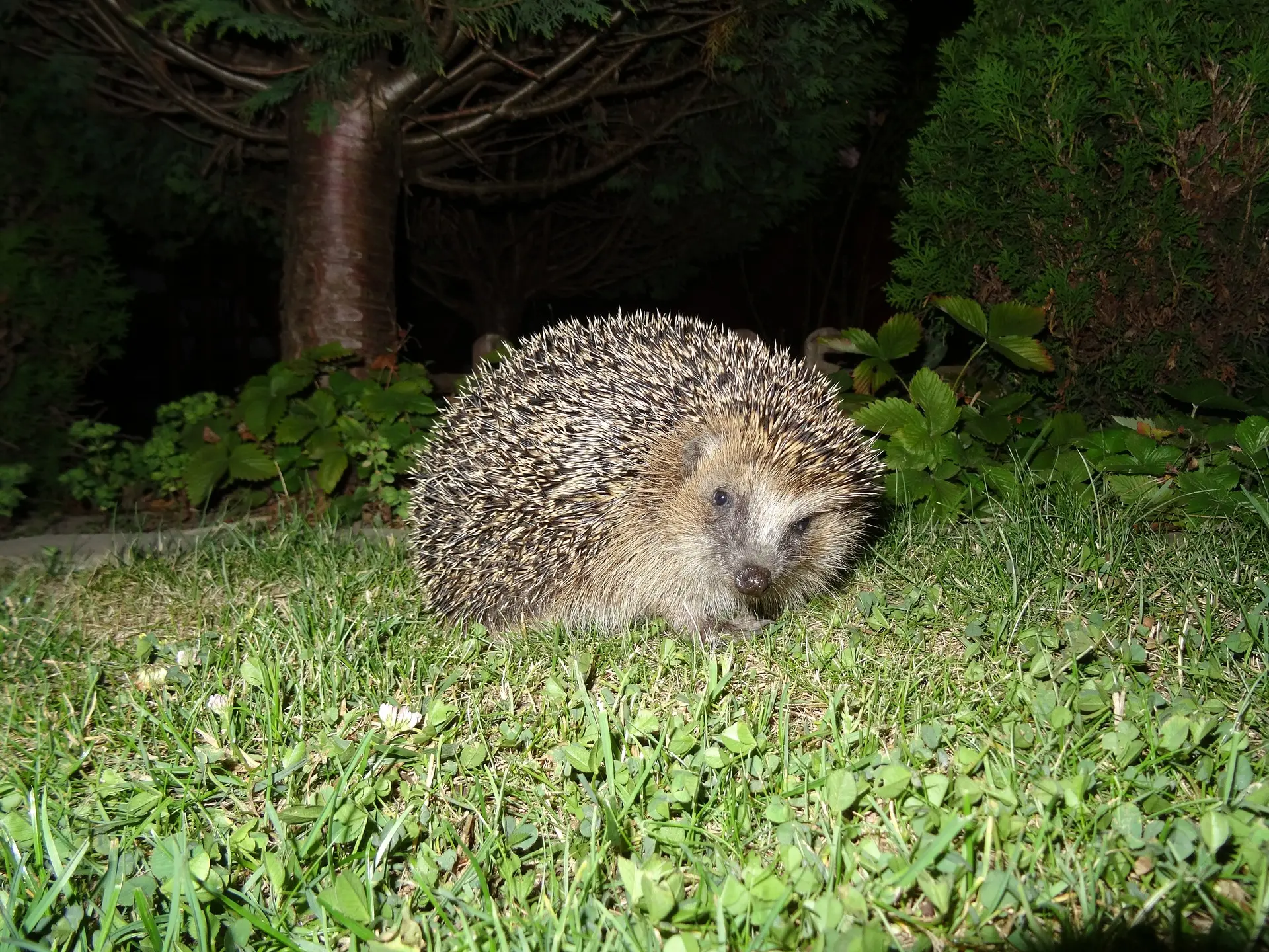 Igel